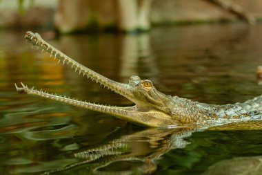 Gavial suda, gölde, vahşi doğada.