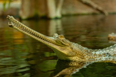Gavial suda, gölde, vahşi doğada.