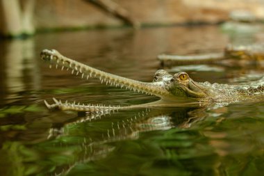 gavial in the water in the lake in the wild nature
