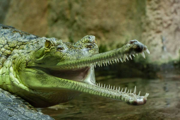 Gavial Selvagem Água Lagoa — Fotografia de Stock