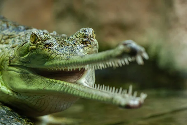 Άγρια Gavial Στο Νερό Στη Λίμνη — Φωτογραφία Αρχείου