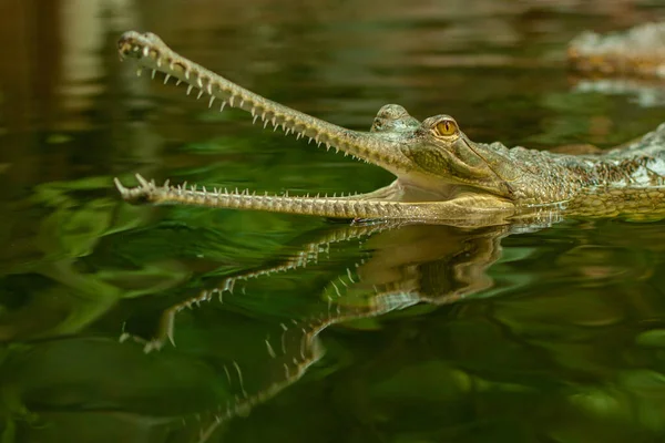 Άγρια Gavial Στο Νερό Στη Λίμνη — Φωτογραφία Αρχείου