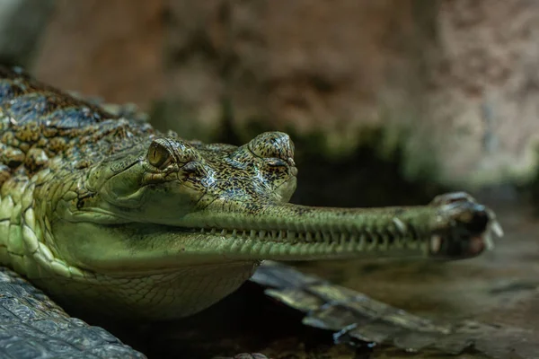 Vild Gavial Vattnet Dammen — Stockfoto