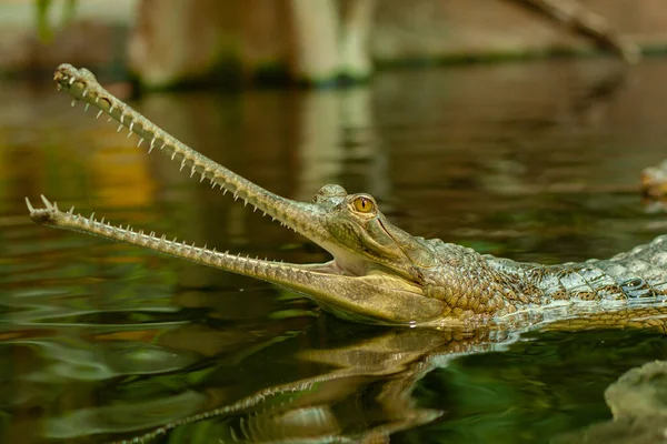 호수에 생물의 가비알 — 스톡 사진