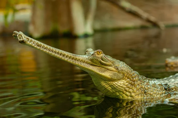 Gavial Água Lago Natureza Selvagem — Fotografia de Stock