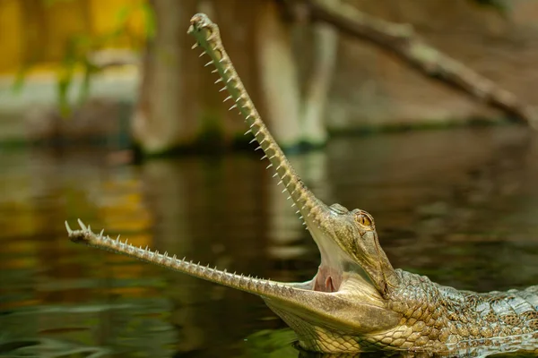 Gavial Στο Νερό Της Λίμνης Στην Άγρια Φύση — Φωτογραφία Αρχείου