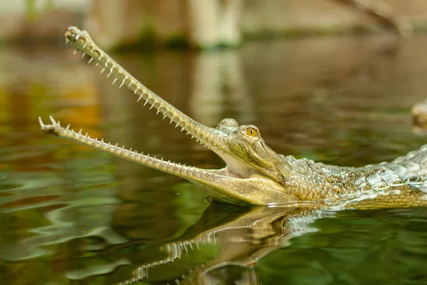 호수에 생물의 가비알 — 스톡 사진