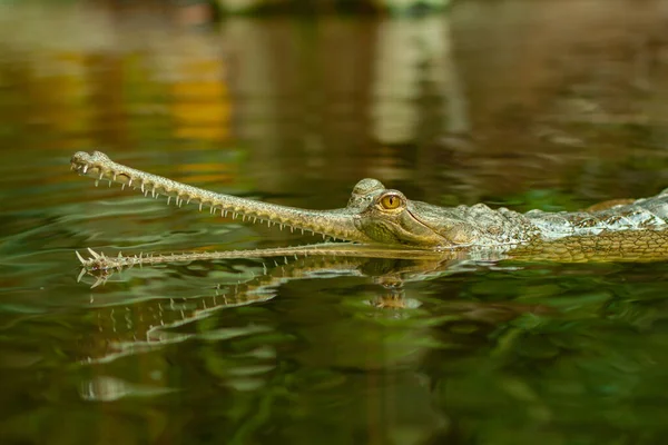 Gavial Agua Lago Naturaleza Salvaje —  Fotos de Stock