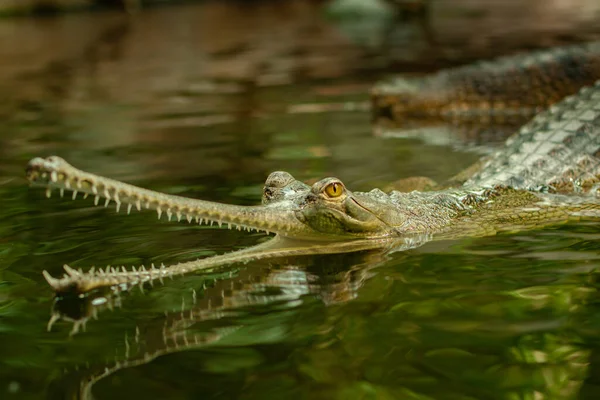 Gaviaal Het Water Het Meer Wilde Natuur — Stockfoto