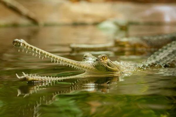 Gavial Het Water — Stockfoto