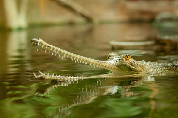 Gaviaal Het Water Het Meer Wilde Natuur — Stockfoto