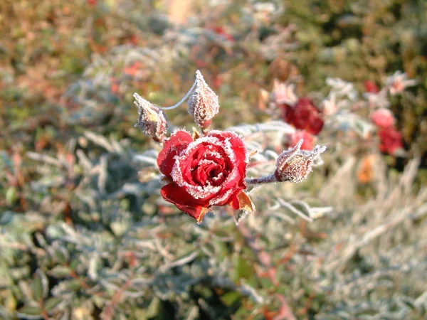 Frozen Wild Rose Winter Nature — Stock Photo, Image