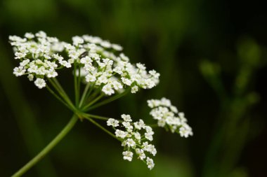 Bahar çiçeklerinin makro fotoğrafı ve yeşil bulanık arkaplan