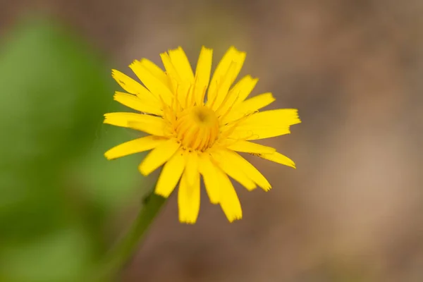 Makrofoto Von Gelben Blumen Und Verschwommenem Hintergrund — Stockfoto