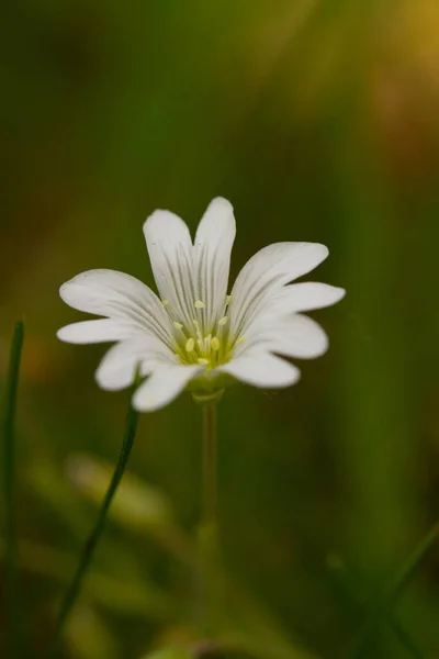 Macro Photo Spring Flowers Green Blurred Background — Stock Photo, Image