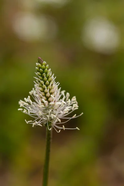 春の花と緑の背景のマクロ写真 — ストック写真