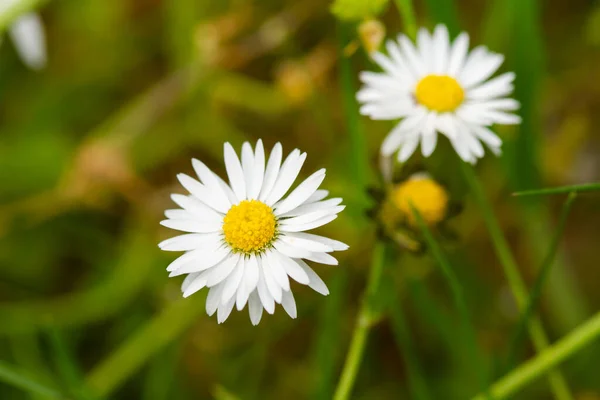 Macro Photo Spring Flowers Green Blurred Background — Stock Photo, Image