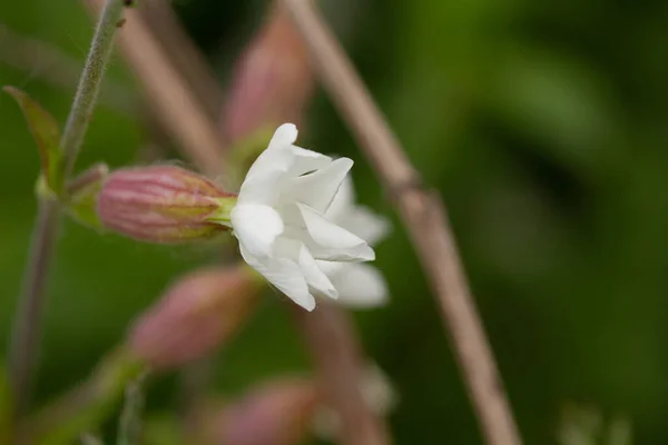 Macro Photo Spring Flowers Green Blurred Background — Stock Photo, Image