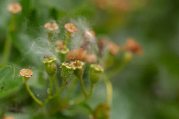 Bahar Çiçeklerinin Makro Fotoğrafı Yeşil Bulanık Arkaplan — Stok fotoğraf