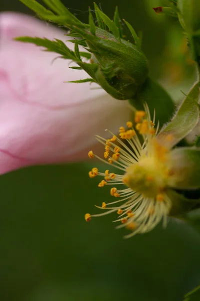 Makro Zdjęcie Wiosennych Kwiatów Zielone Niewyraźne Tło — Zdjęcie stockowe