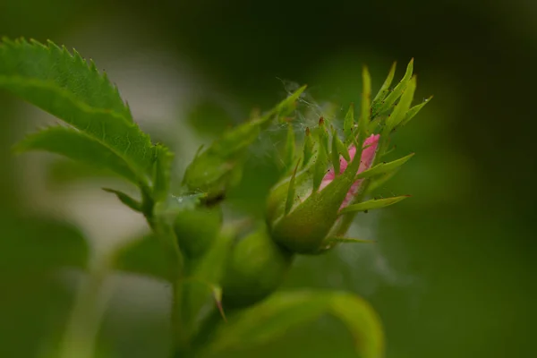 Makro Zdjęcie Wiosennych Kwiatów Zielone Niewyraźne Tło — Zdjęcie stockowe