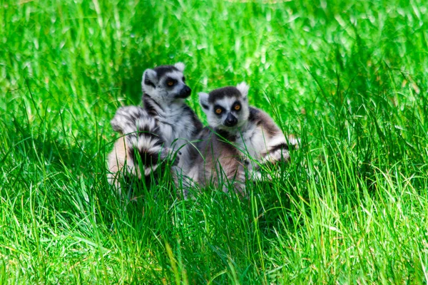 Lêmure Selvagem Grama Verde — Fotografia de Stock