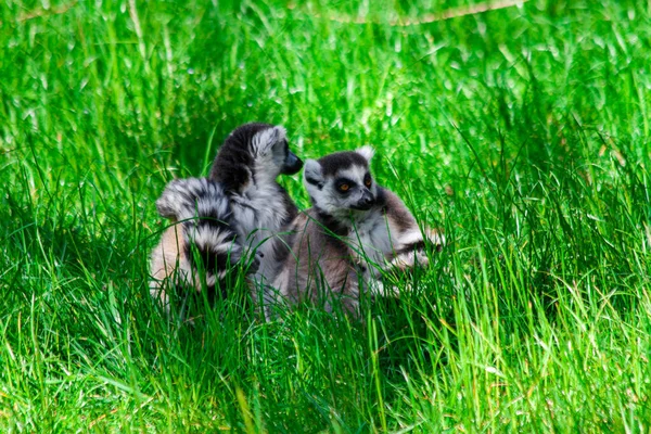 Wild Lemur Green Grass — Stock Photo, Image