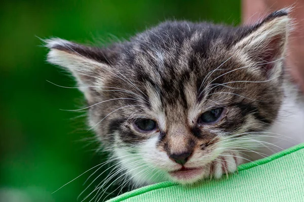 Cute Little Kitten Green Grass — Stock Photo, Image