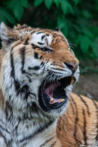 Retrato Tigre Salvaje Naturaleza — Foto de Stock