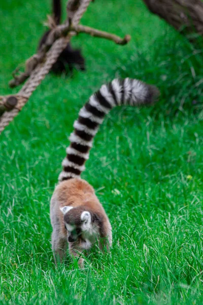 Vild Lemur Grönt Gräs Det Vilda — Stockfoto
