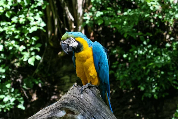 금강앵무 앵무새 — 스톡 사진