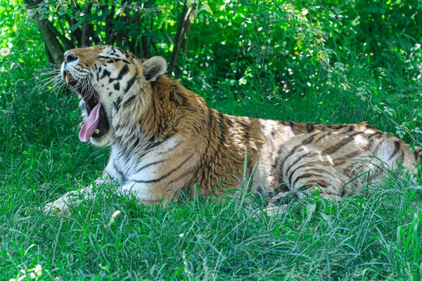 Tigre Salvaje Descansando Hierba — Foto de Stock