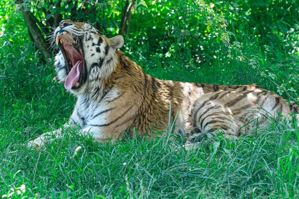 Tigre Salvaje Descansando Hierba — Foto de Stock