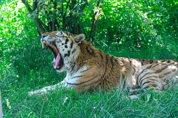 Tigre Salvaje Descansando Hierba — Foto de Stock