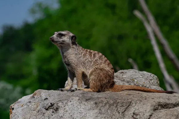 Suricata Mira Piedra — Foto de Stock