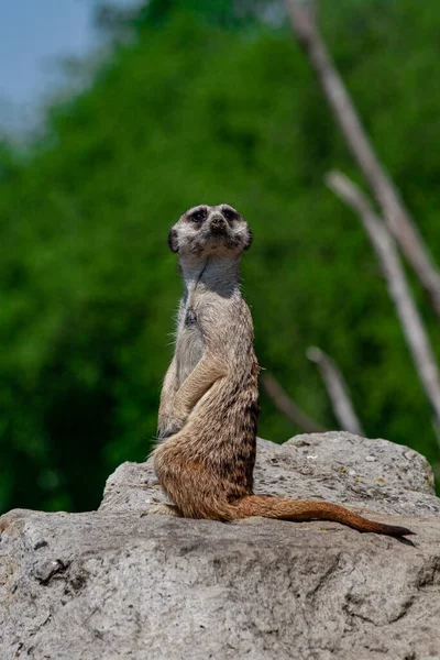 Meerkat Olha Para Pedra — Fotografia de Stock