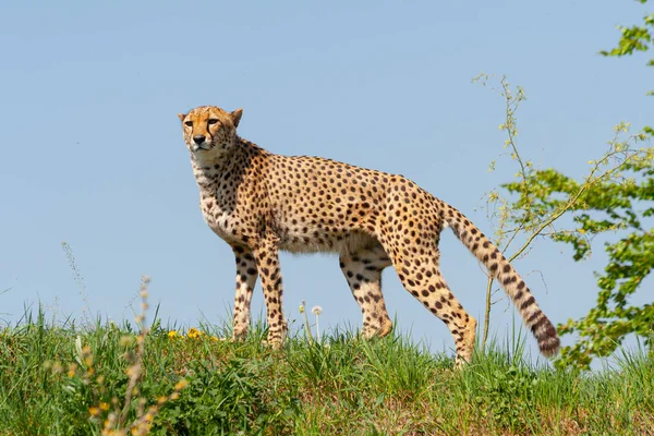 Wild Cheetah Exhibits Grass — Stock Photo, Image