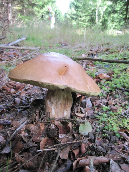 捷克共和国森林中的蘑菇 — 图库照片