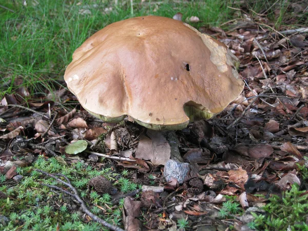 Pilze Wald Der Tschechischen Republik — Stockfoto