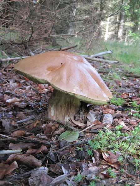 Pilze Wald Der Tschechischen Republik — Stockfoto