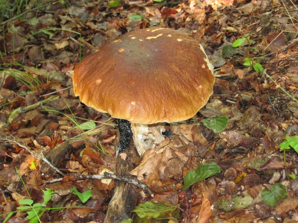 Mushroom Forest Czech Republic — Stock Photo, Image