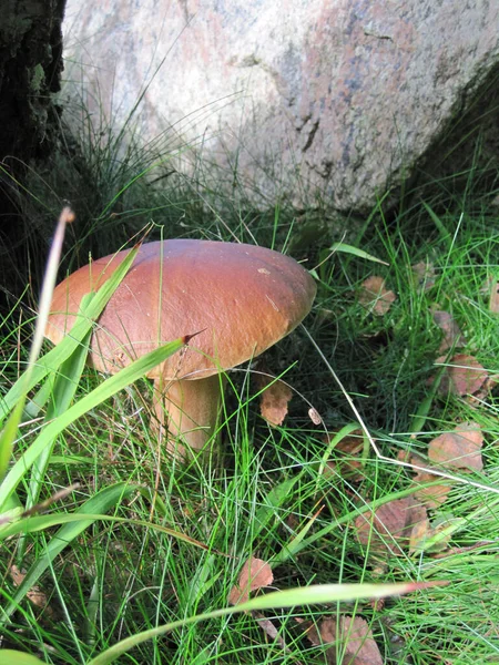 Champignon Dans Forêt République Tchèque — Photo