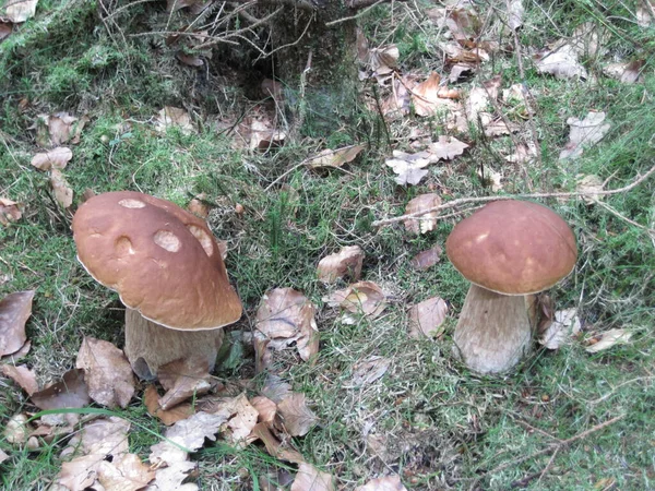 Pilze Wald Der Tschechischen Republik — Stockfoto