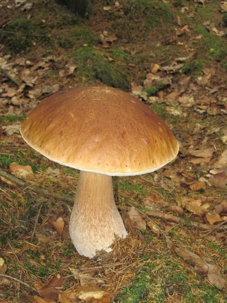 Fungo Nella Foresta Nella Repubblica Ceca — Foto Stock