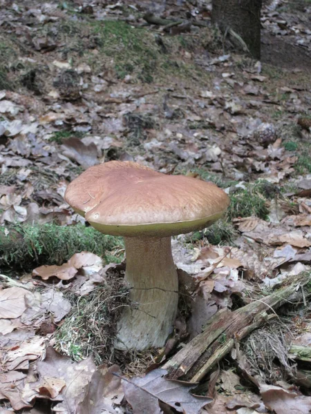 Pilze Wald Der Tschechischen Republik — Stockfoto