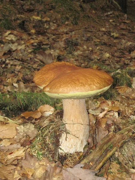 Pilze Wald Der Tschechischen Republik — Stockfoto