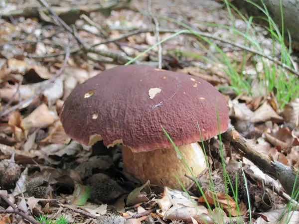 Pilze Wald Der Tschechischen Republik — Stockfoto