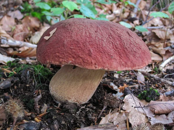 Pilze Wald Der Tschechischen Republik — Stockfoto