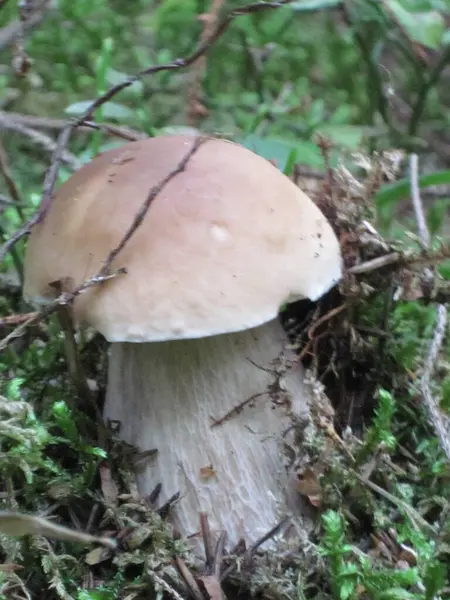 Pilze Wald Der Tschechischen Republik — Stockfoto