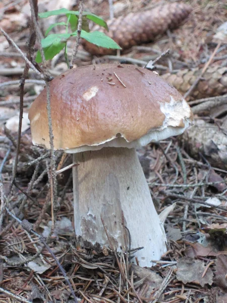 Cogumelo Floresta República Checa — Fotografia de Stock